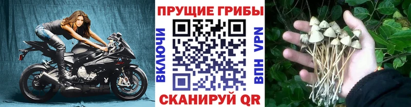 Псилоцибиновые грибы мицелий  Городище 